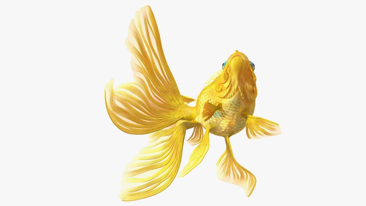 3D Goldfish Swim model