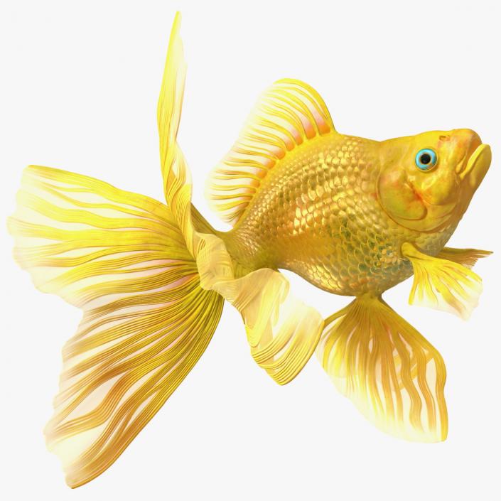 3D Goldfish Swim model