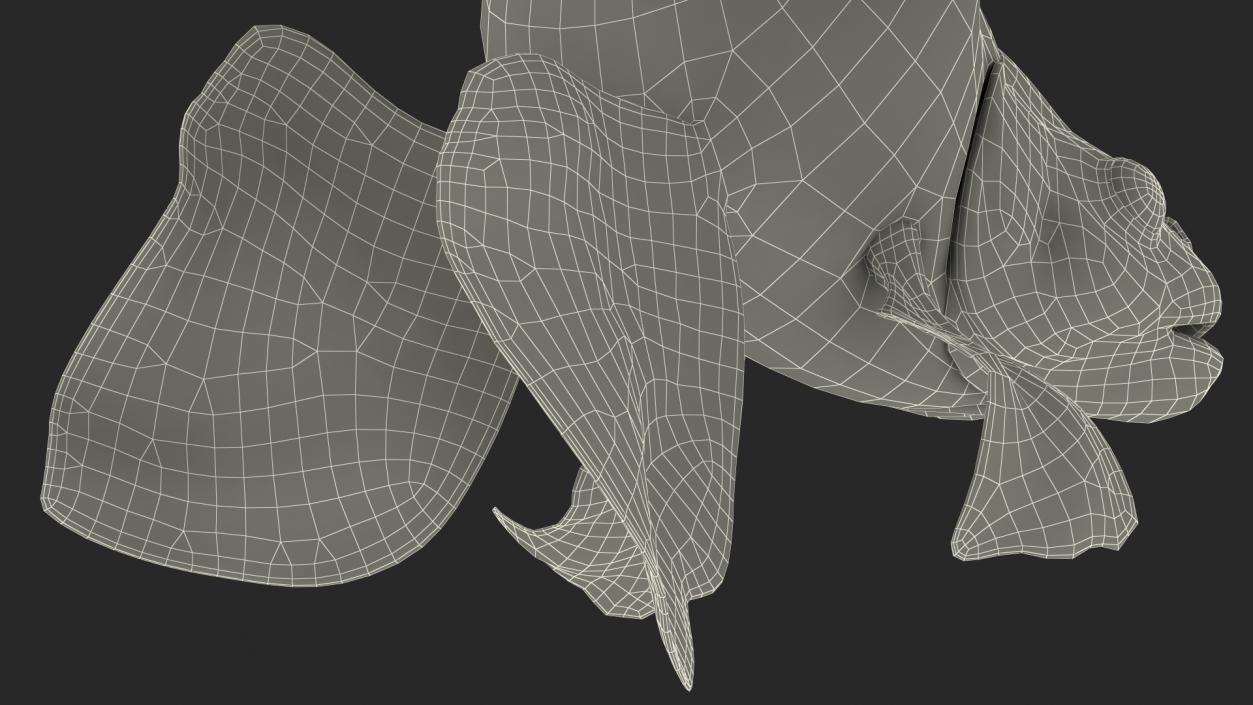 3D Goldfish Swim model