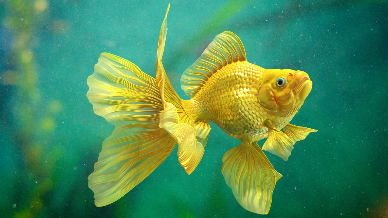 3D Goldfish Swim model