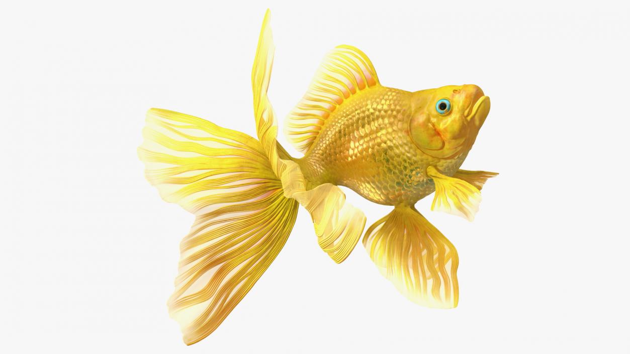 3D Goldfish Swim model