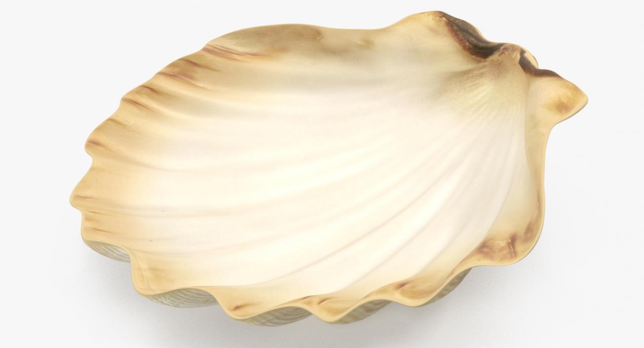 3D Sea Shell 2