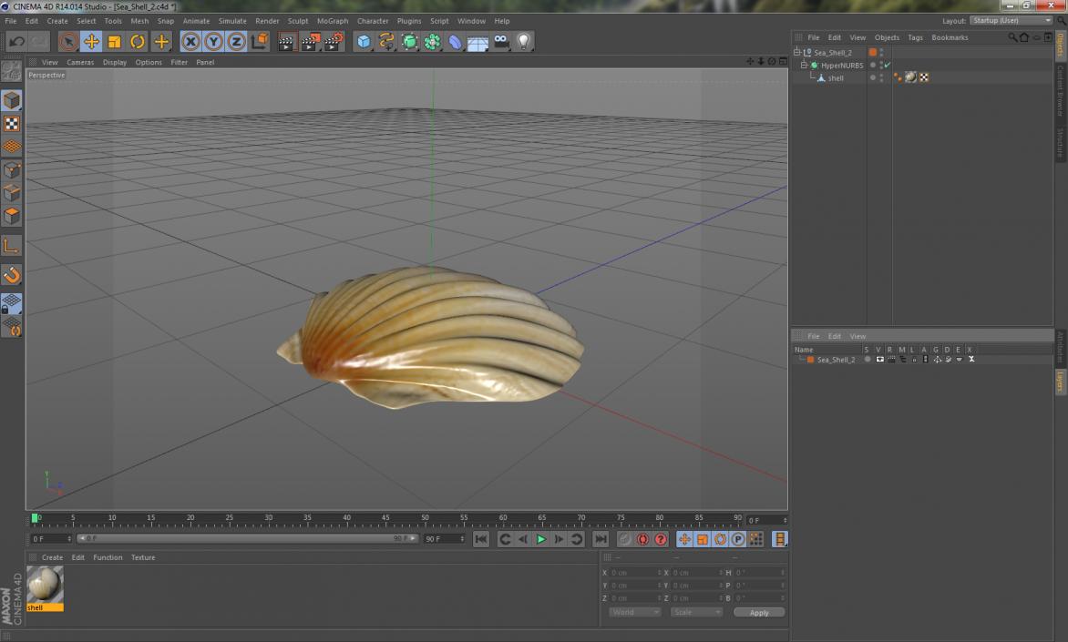 3D Sea Shell 2