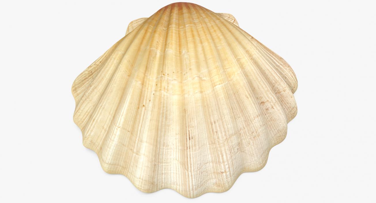 3D Sea Shell 2