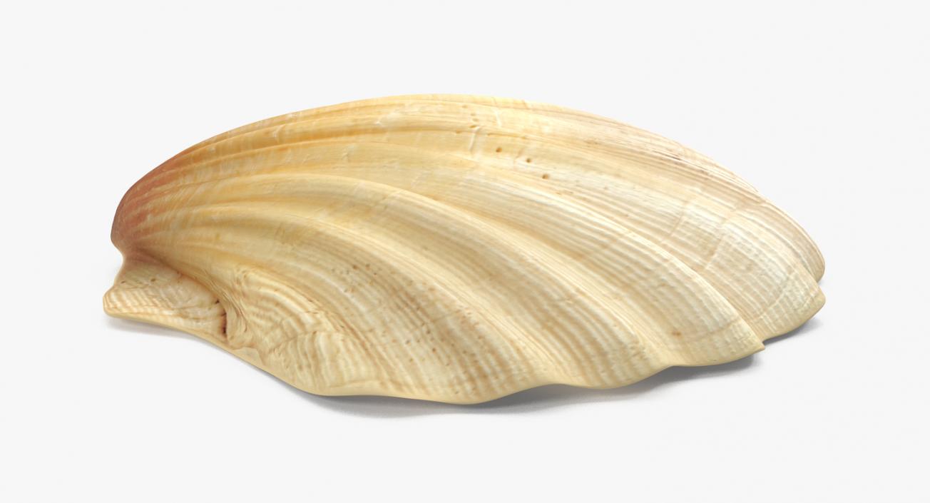 3D Sea Shell 2