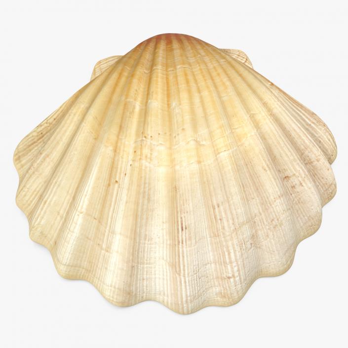 3D Sea Shell 2