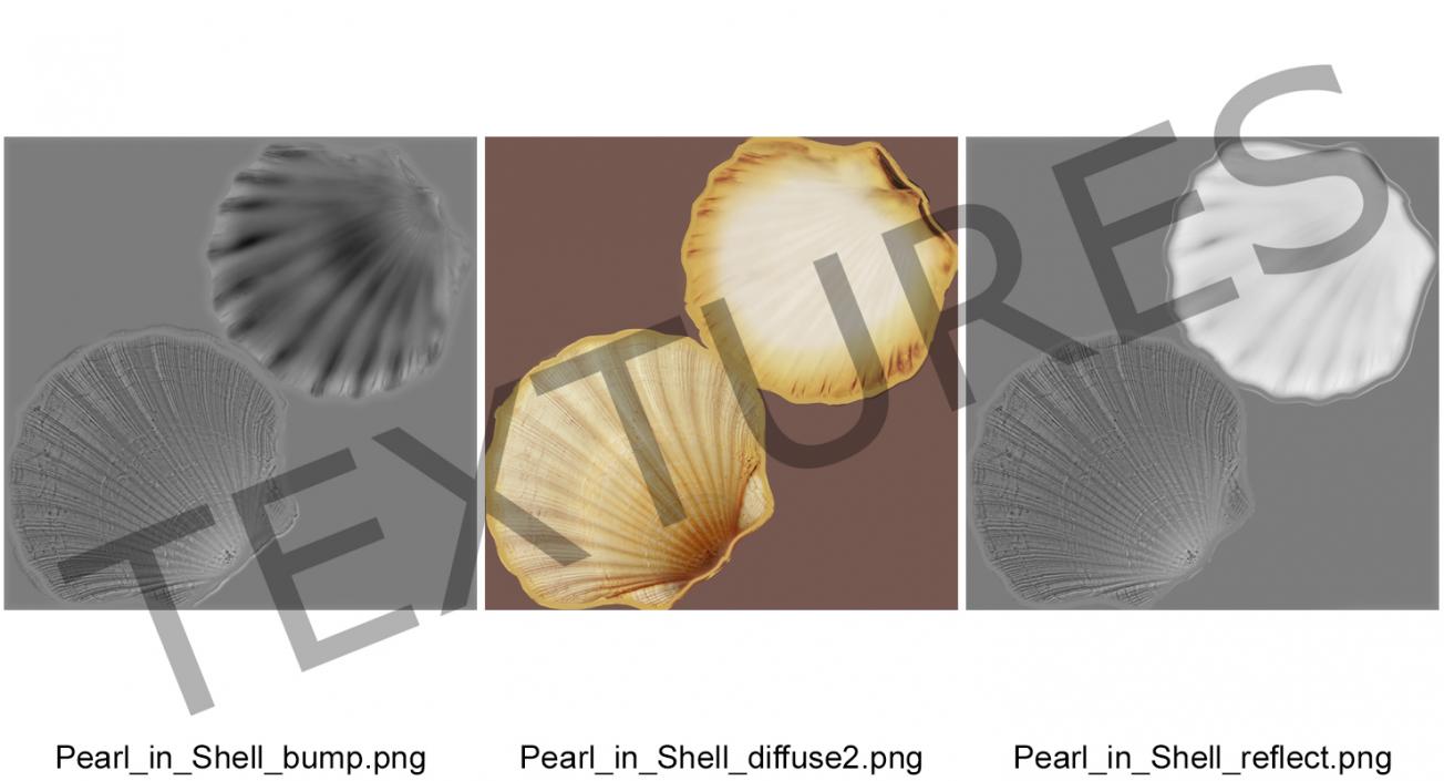 3D Sea Shell 2