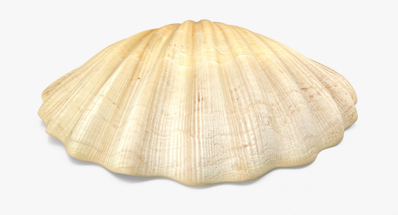 3D Sea Shell 2