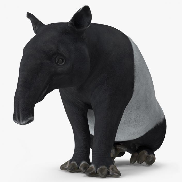 3D Tapir Rigged for Maya