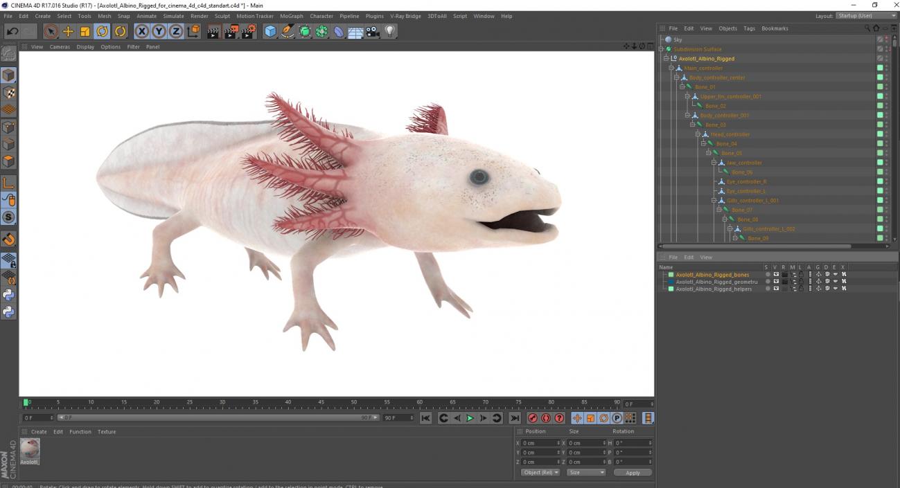 3D model Axolotl Albino Rigged for Cinema 4D