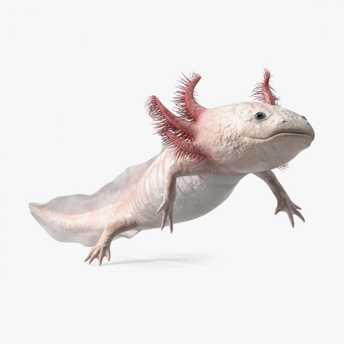 3D model Axolotl Albino Rigged for Cinema 4D