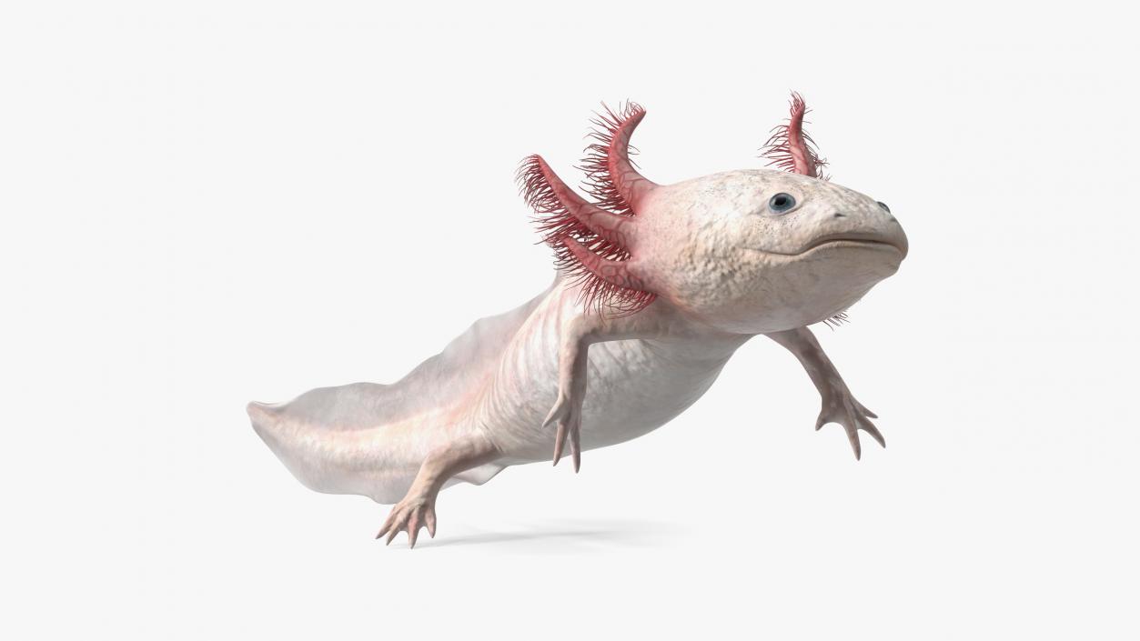 3D model Axolotl Albino Rigged for Cinema 4D