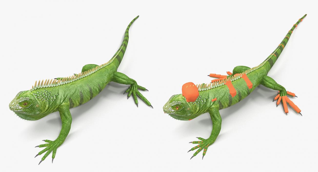 Rigged Lizards Collection 3 3D