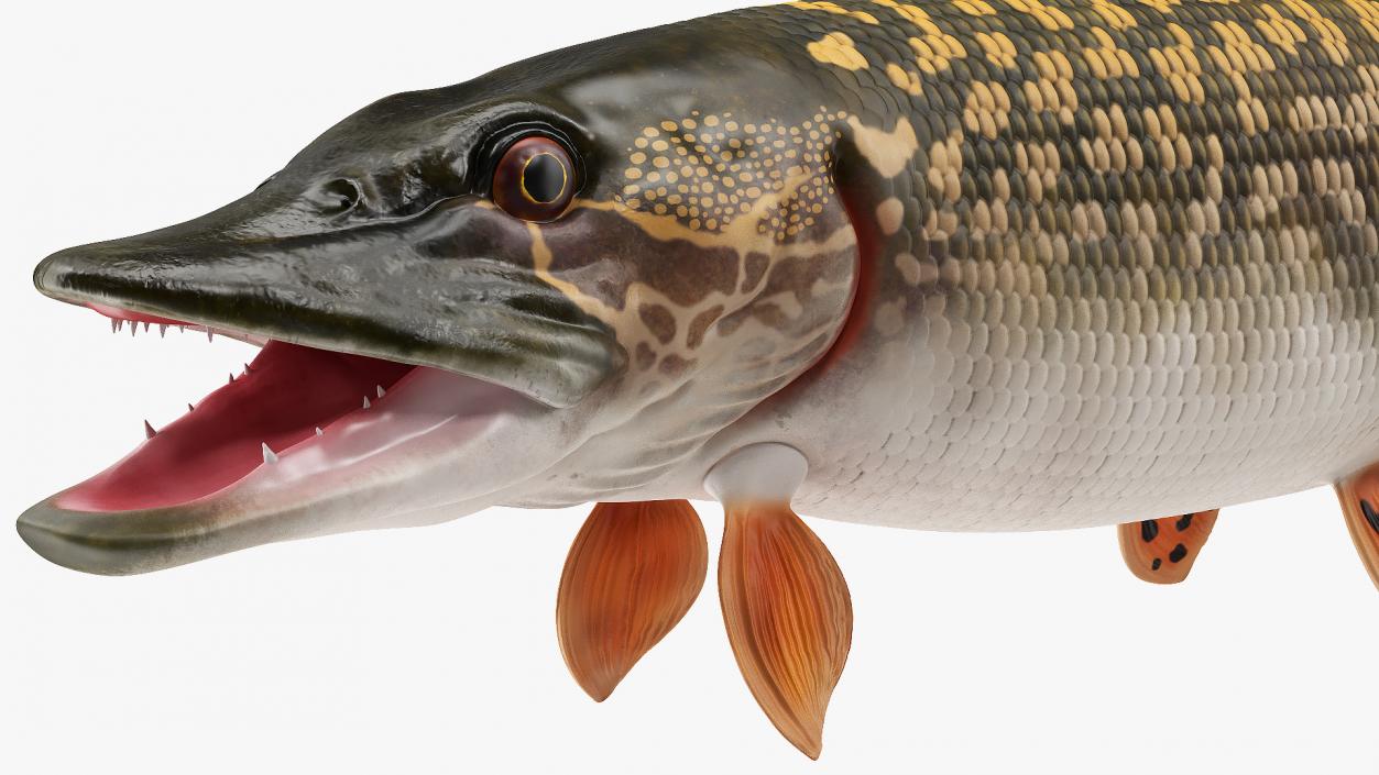 3D Pike Fish Rigged