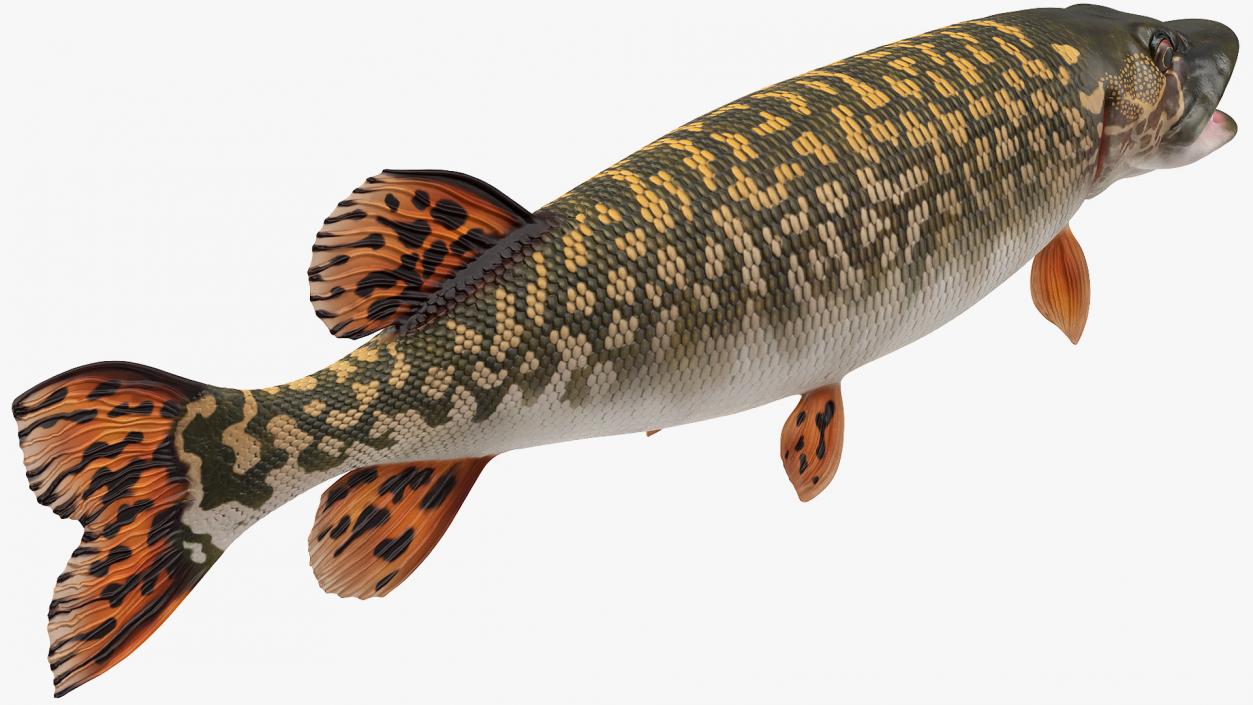 3D Pike Fish Rigged