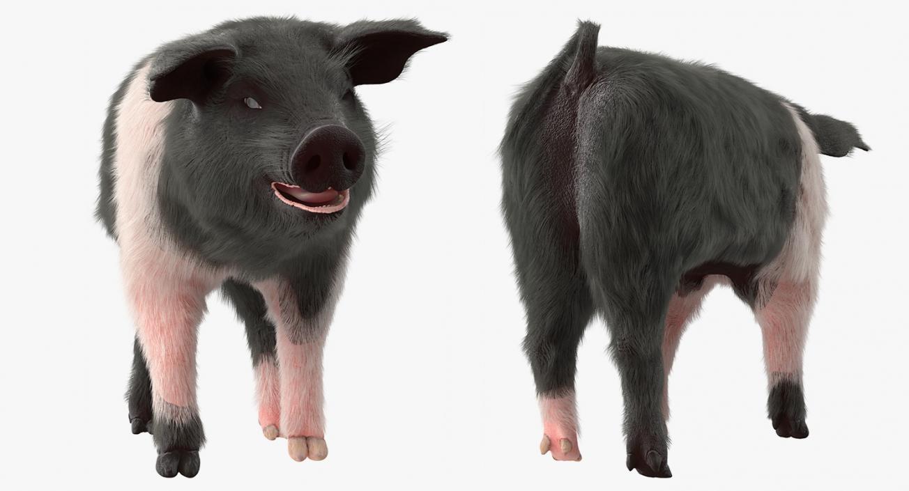 Hampshire Pig Piglet with Fur Walking Pose 3D