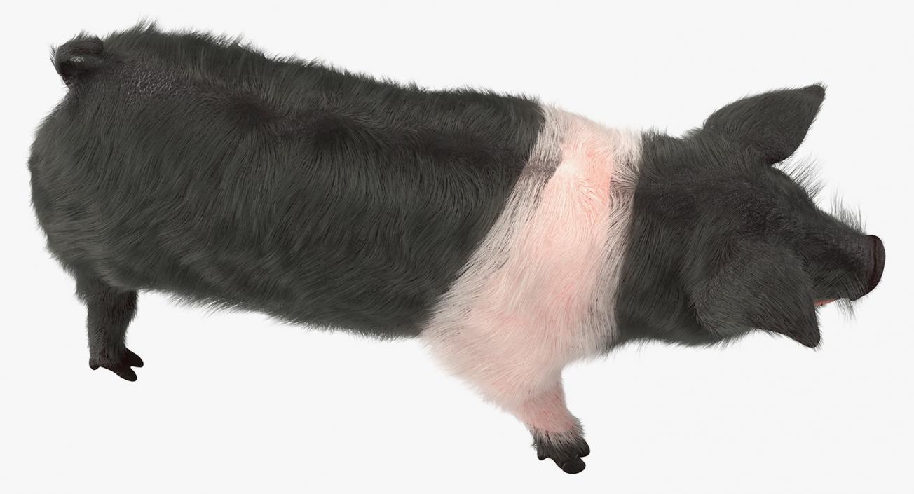 Hampshire Pig Piglet with Fur Walking Pose 3D