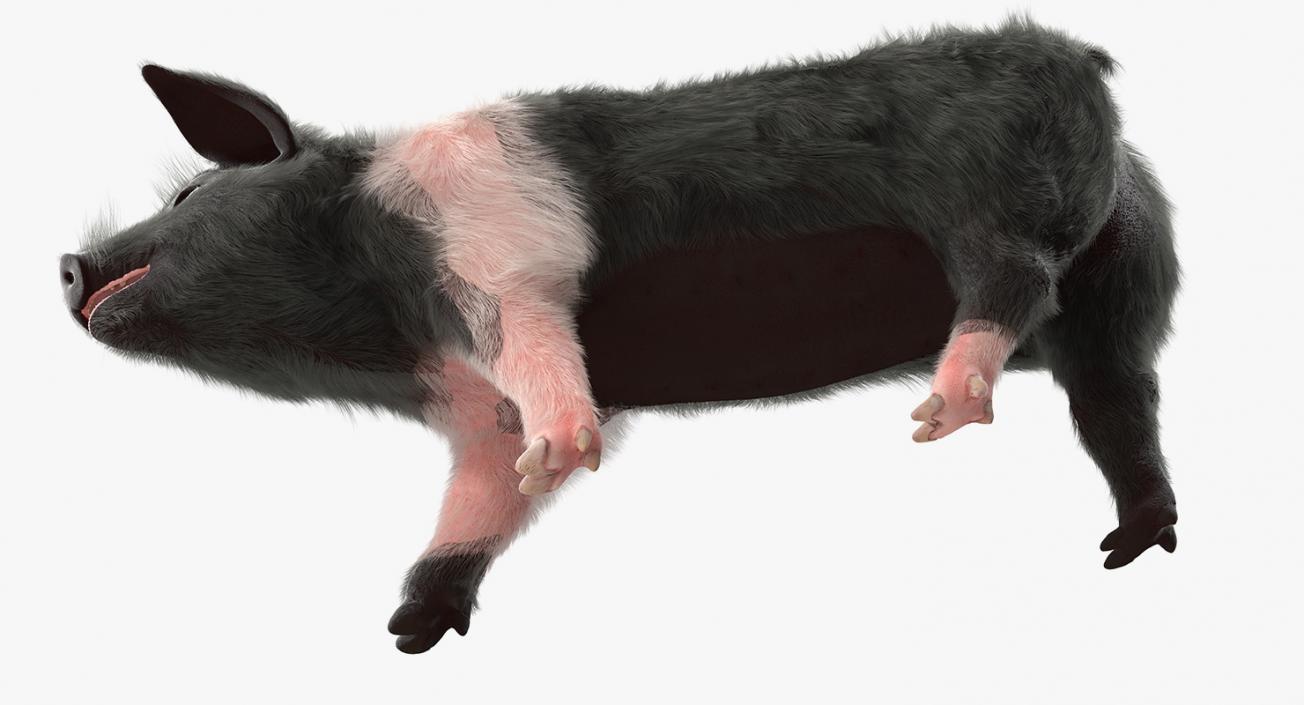 Hampshire Pig Piglet with Fur Walking Pose 3D