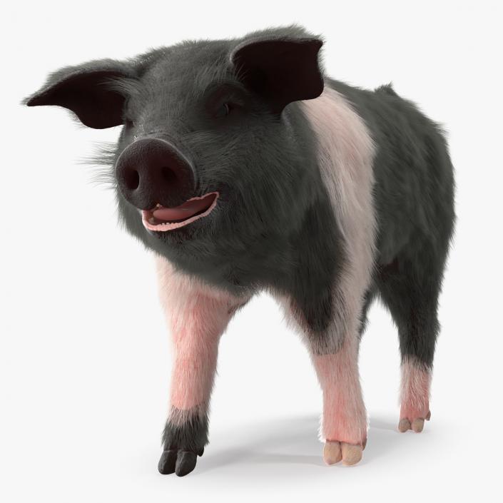 Hampshire Pig Piglet with Fur Walking Pose 3D