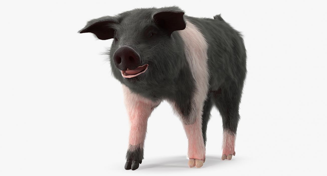 Hampshire Pig Piglet with Fur Walking Pose 3D