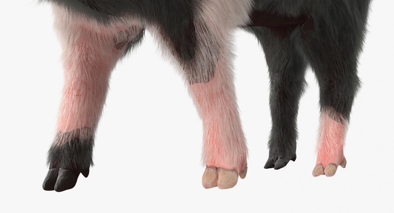 Hampshire Pig Piglet with Fur Walking Pose 3D