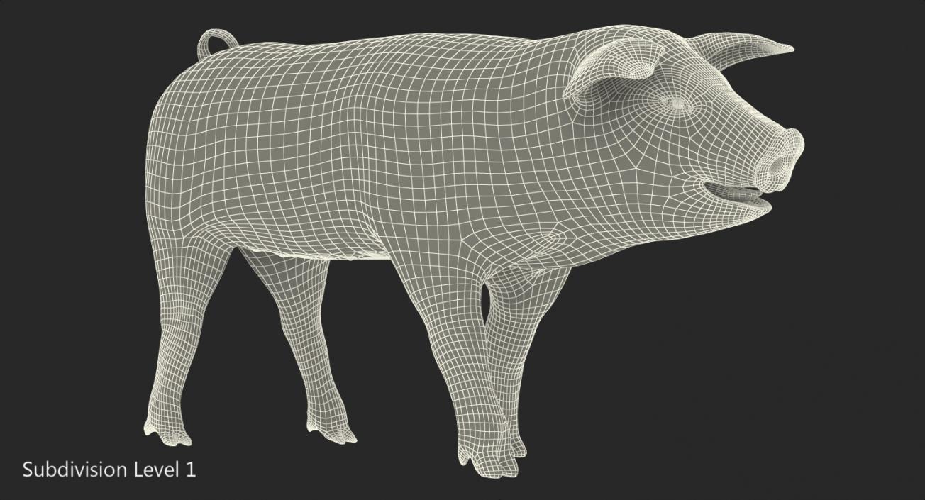 Hampshire Pig Piglet with Fur Walking Pose 3D