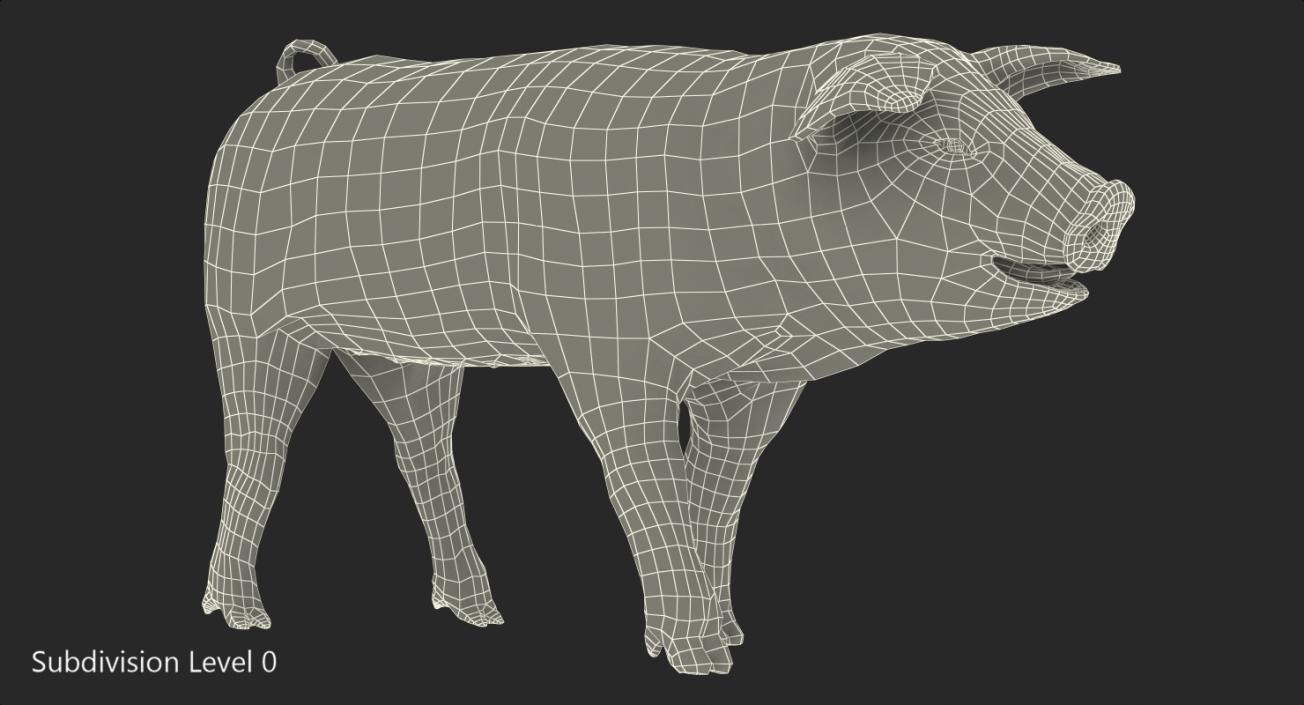 Hampshire Pig Piglet with Fur Walking Pose 3D