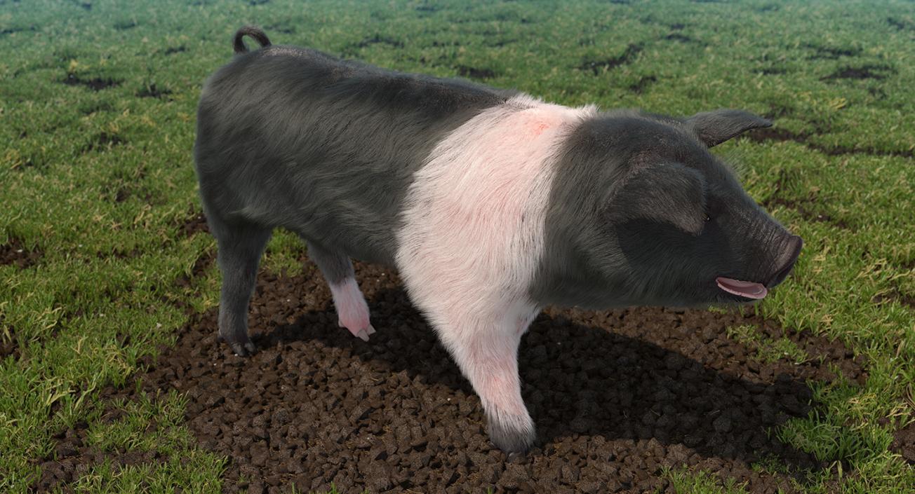 Hampshire Pig Piglet with Fur Walking Pose 3D