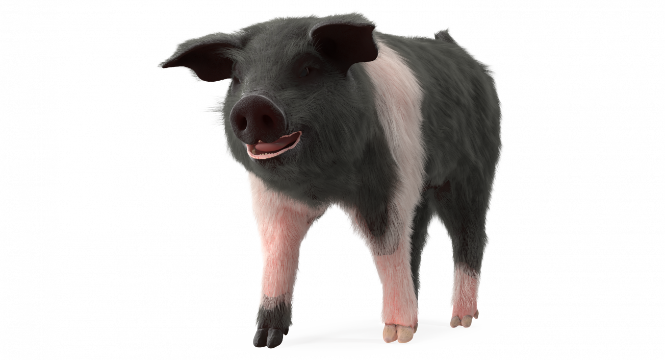 Hampshire Pig Piglet with Fur Walking Pose 3D