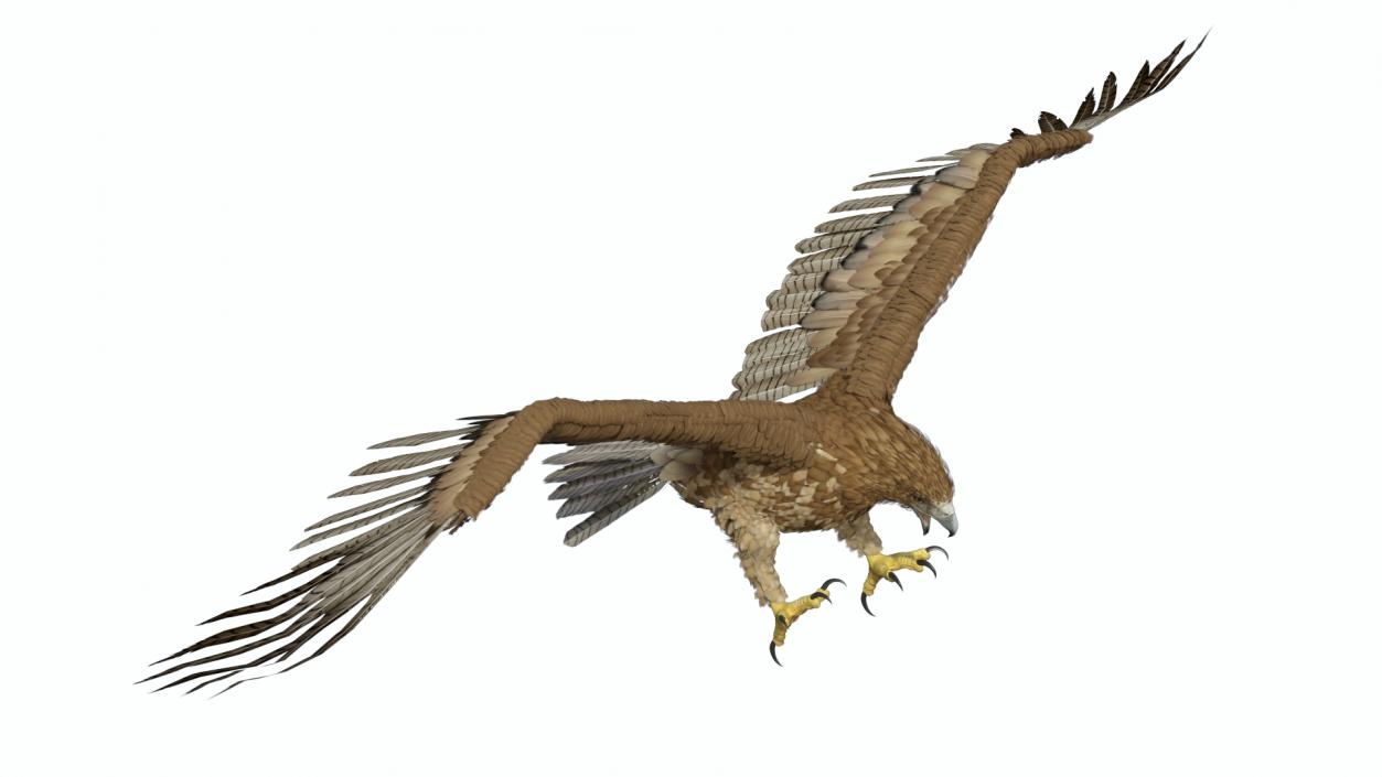 Gurney Eagle Attacking Pose 3D