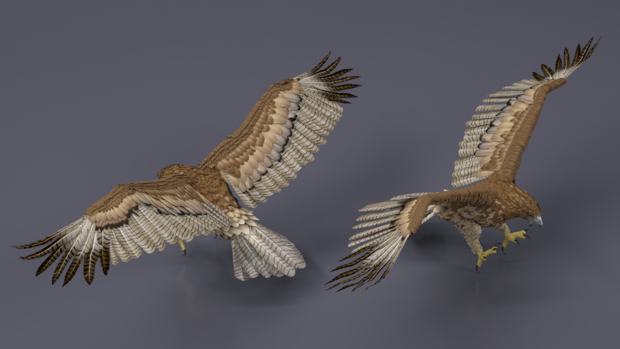 Gurney Eagle Attacking Pose 3D