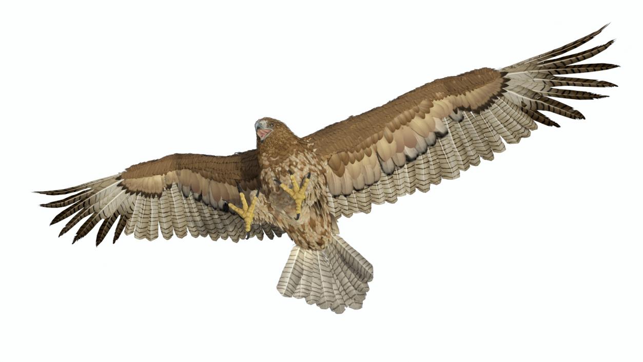 Gurney Eagle Attacking Pose 3D