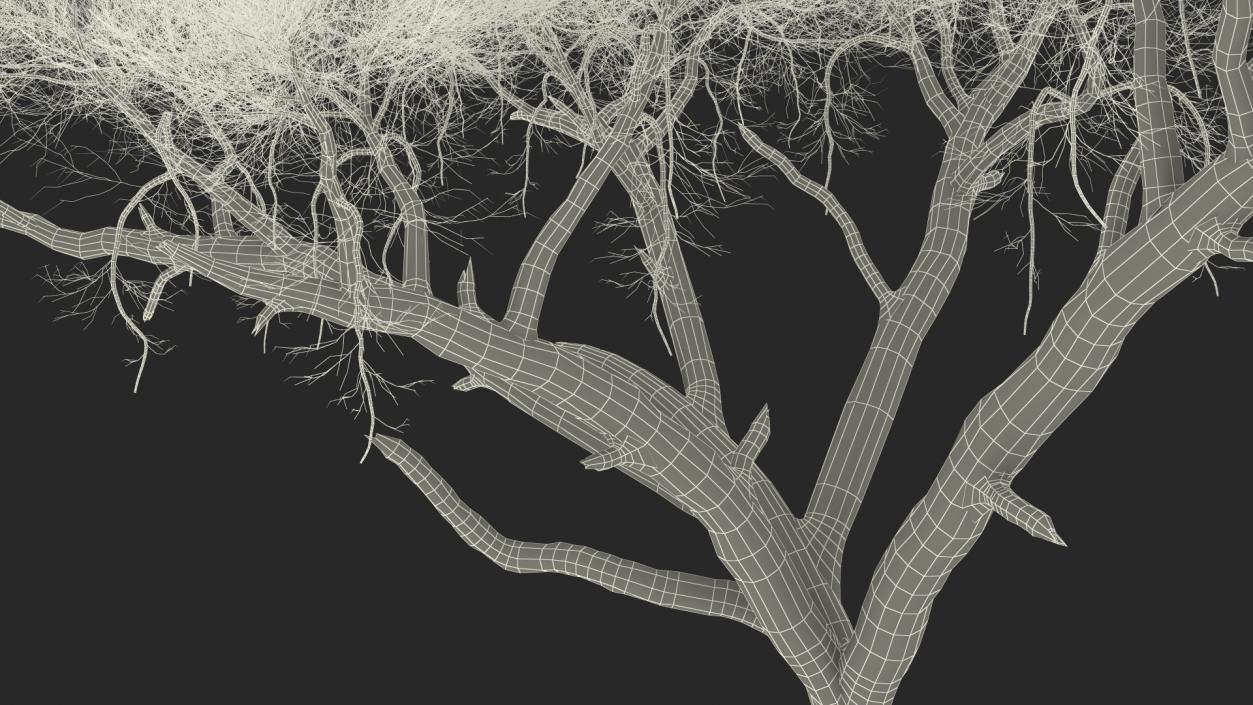 3D Winter Acacia Tree model