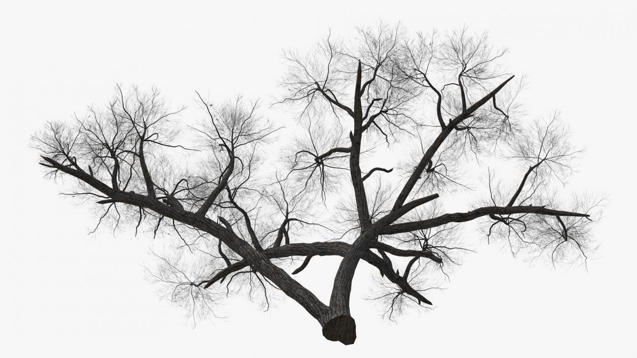 3D Winter Acacia Tree model