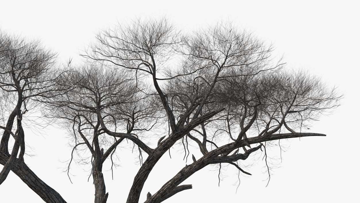 3D Winter Acacia Tree model