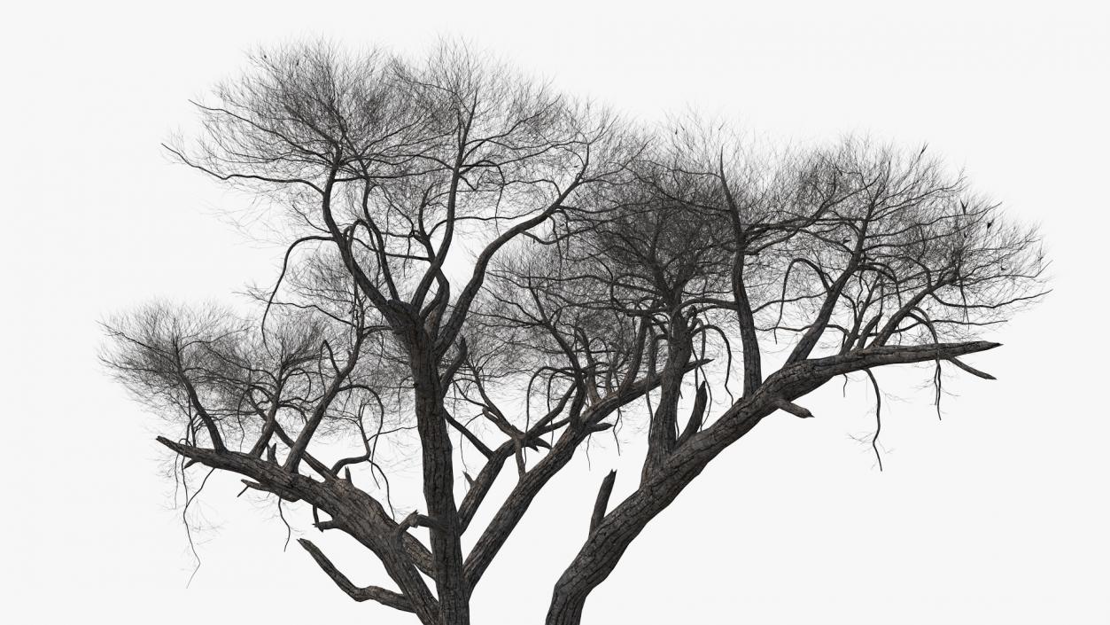 3D Winter Acacia Tree model