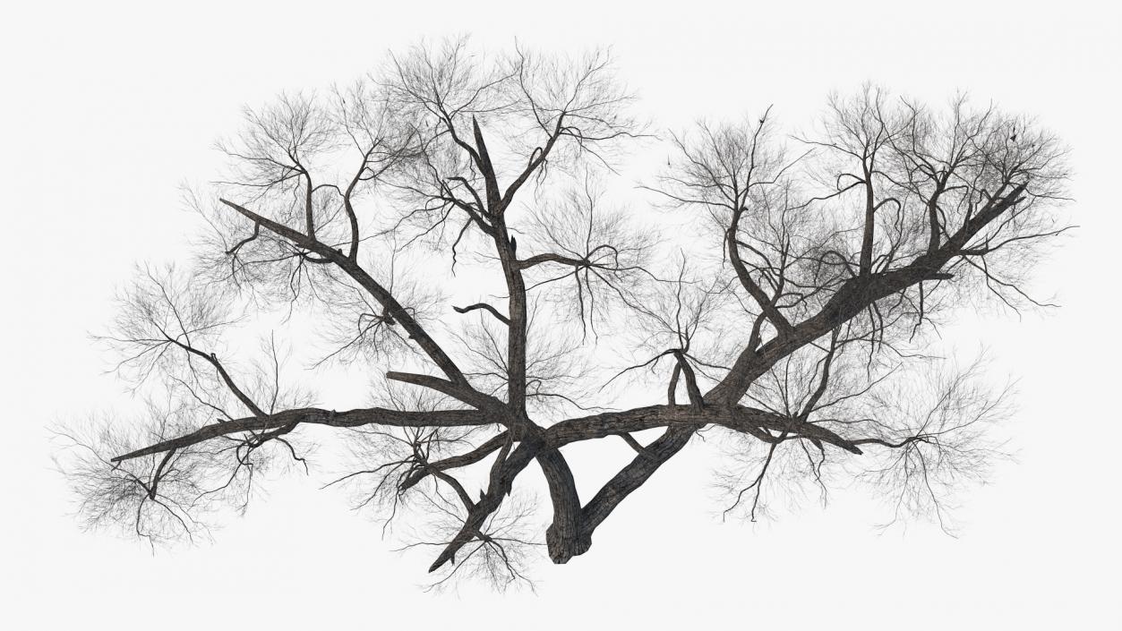 3D Winter Acacia Tree model