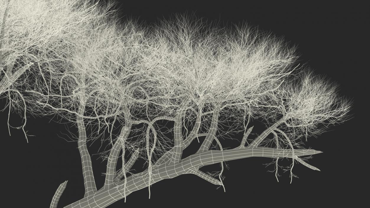 3D Winter Acacia Tree model