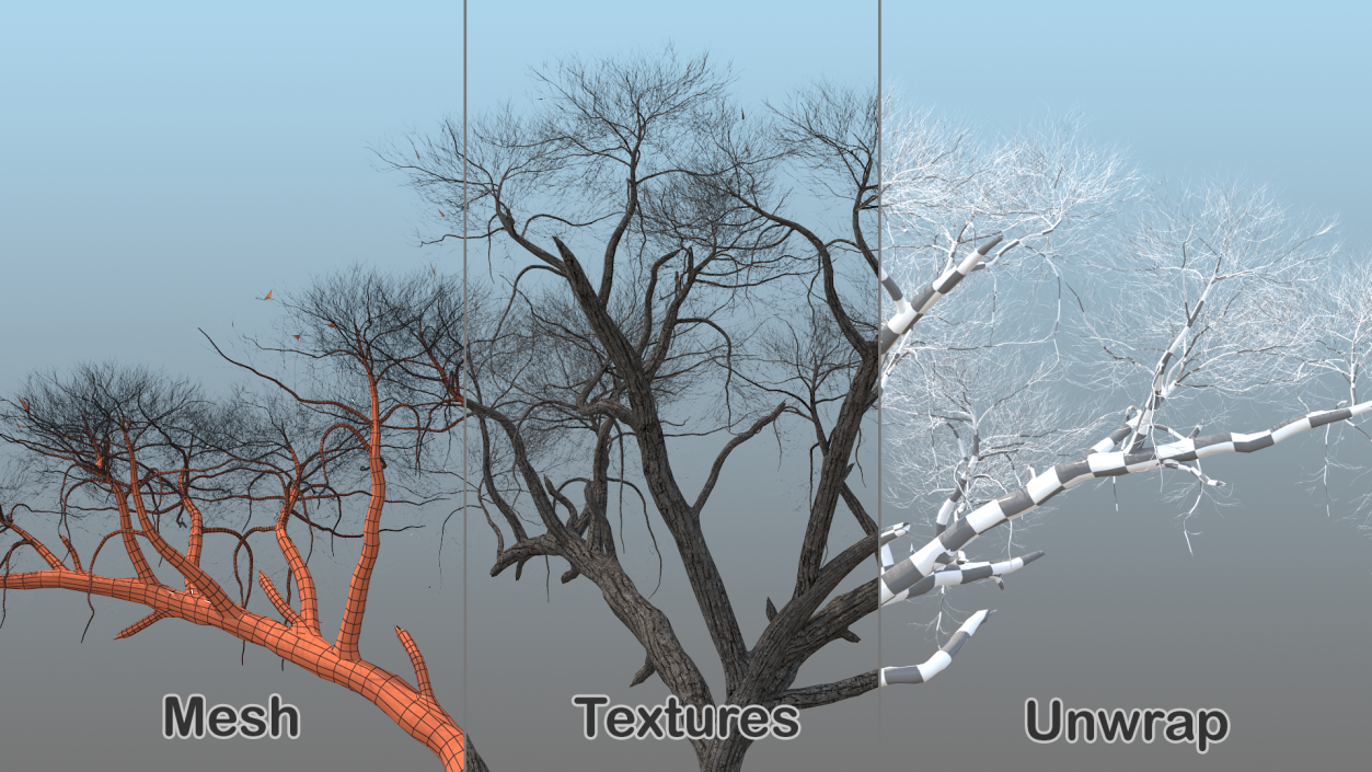 3D Winter Acacia Tree model