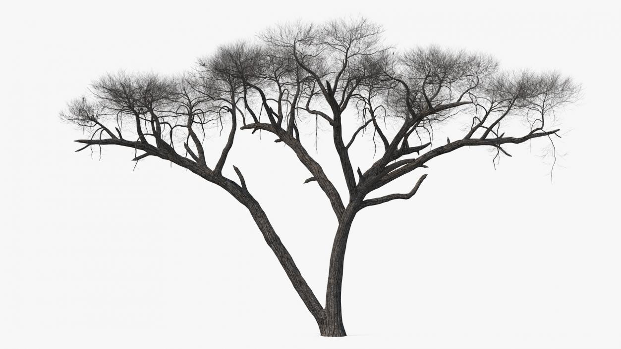 3D Winter Acacia Tree model