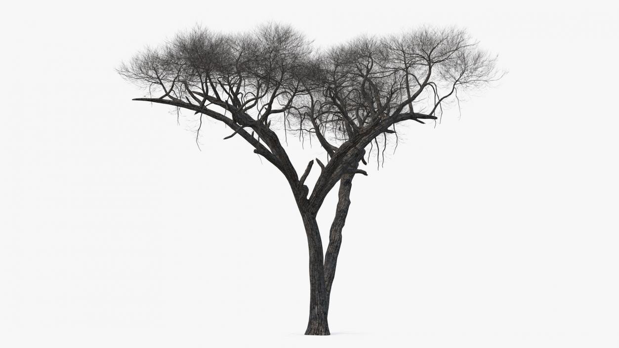 3D Winter Acacia Tree model