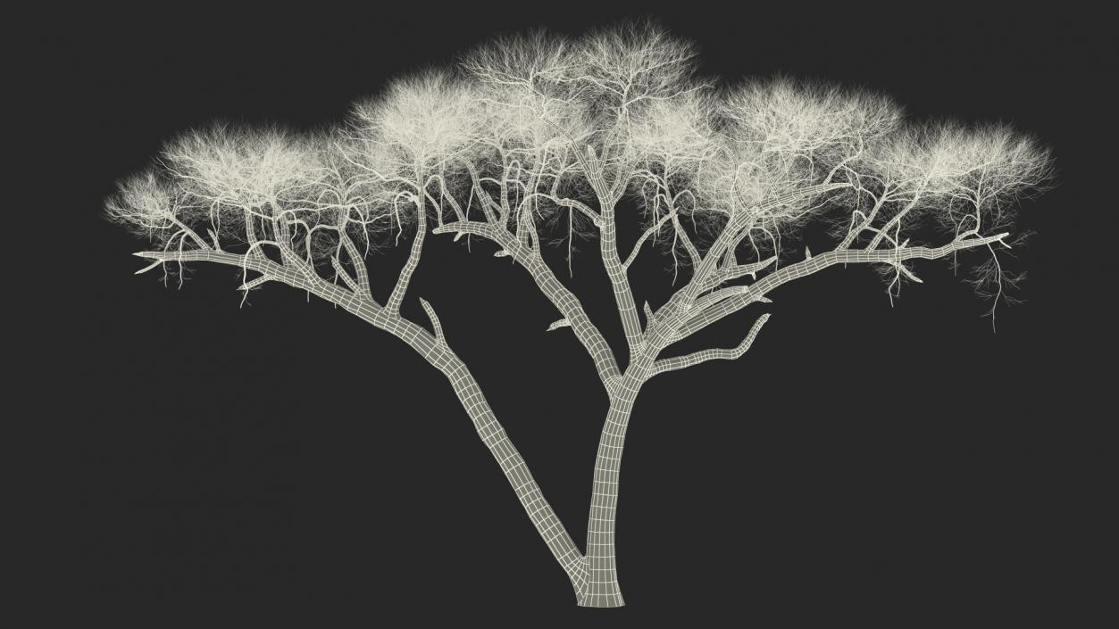 3D Winter Acacia Tree model