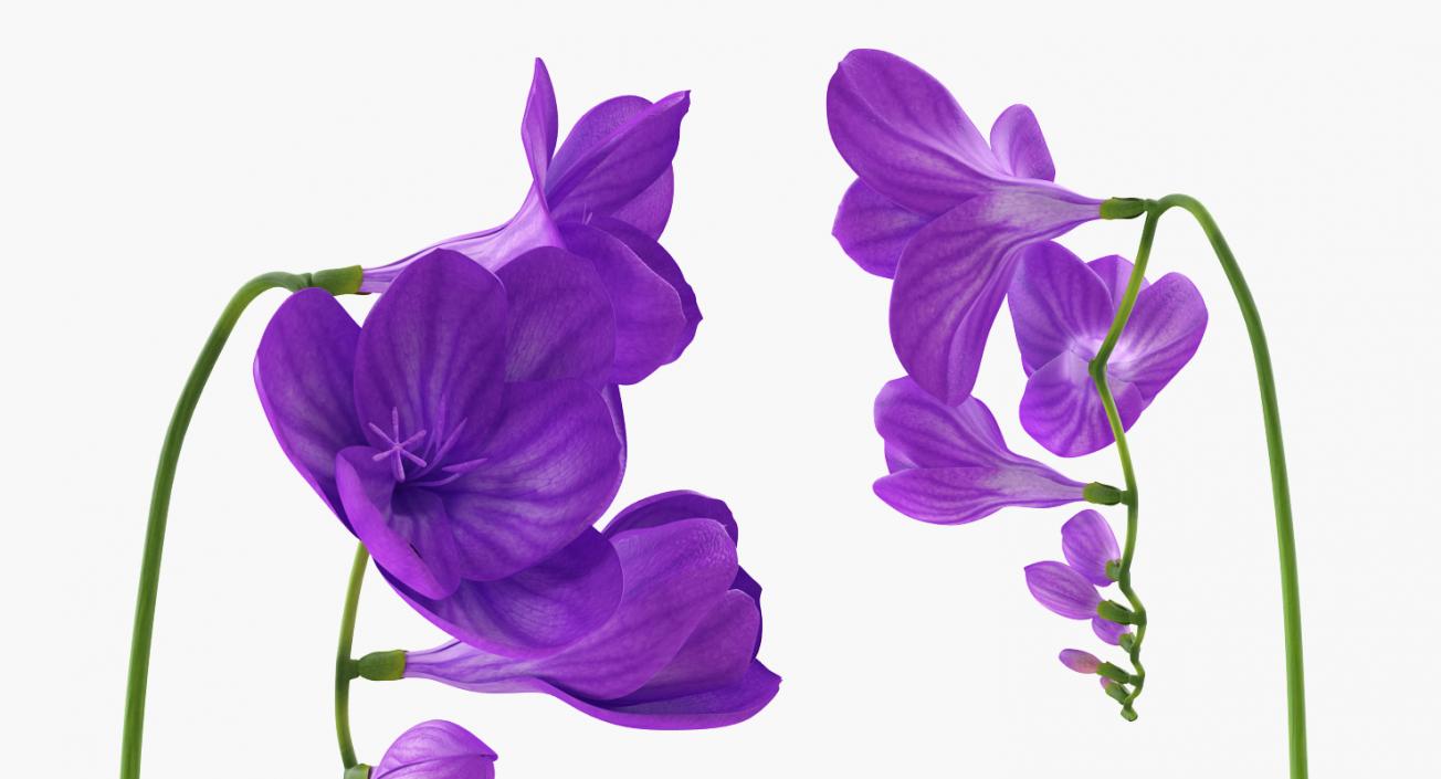 3D Purple Freesia Flower