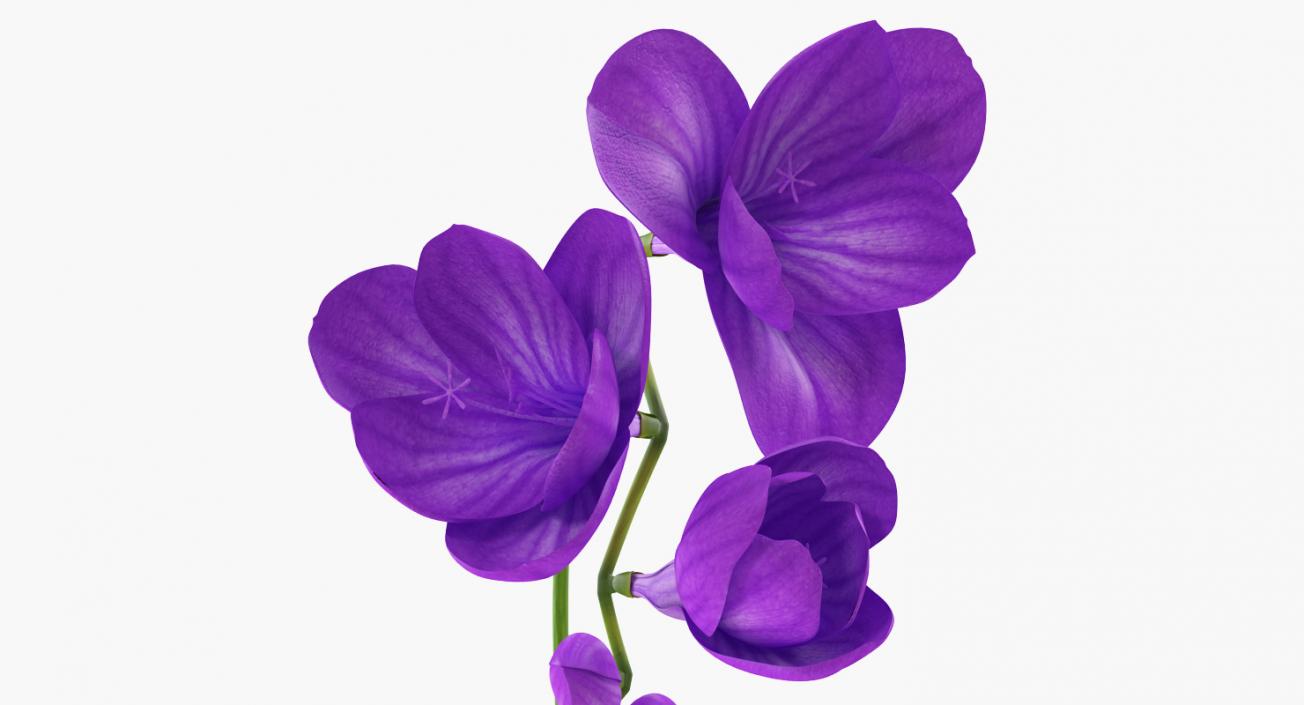 3D Purple Freesia Flower