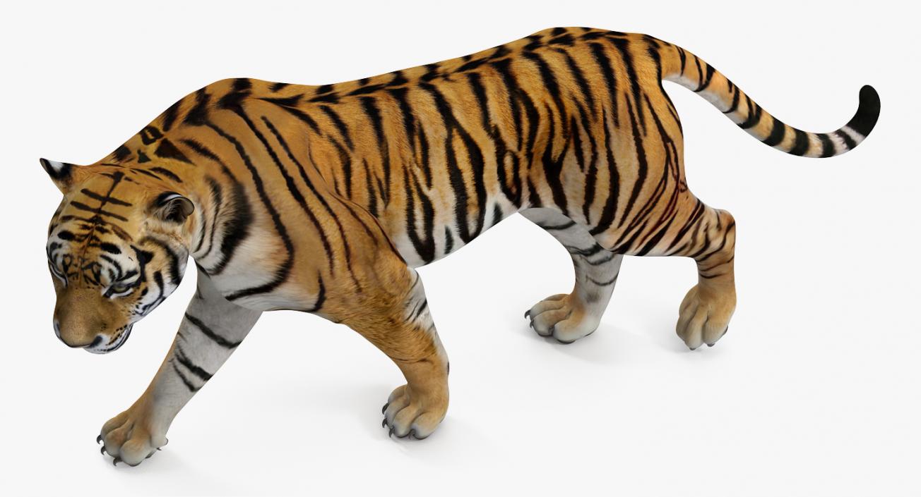 Tiger Walkig Pose 3D