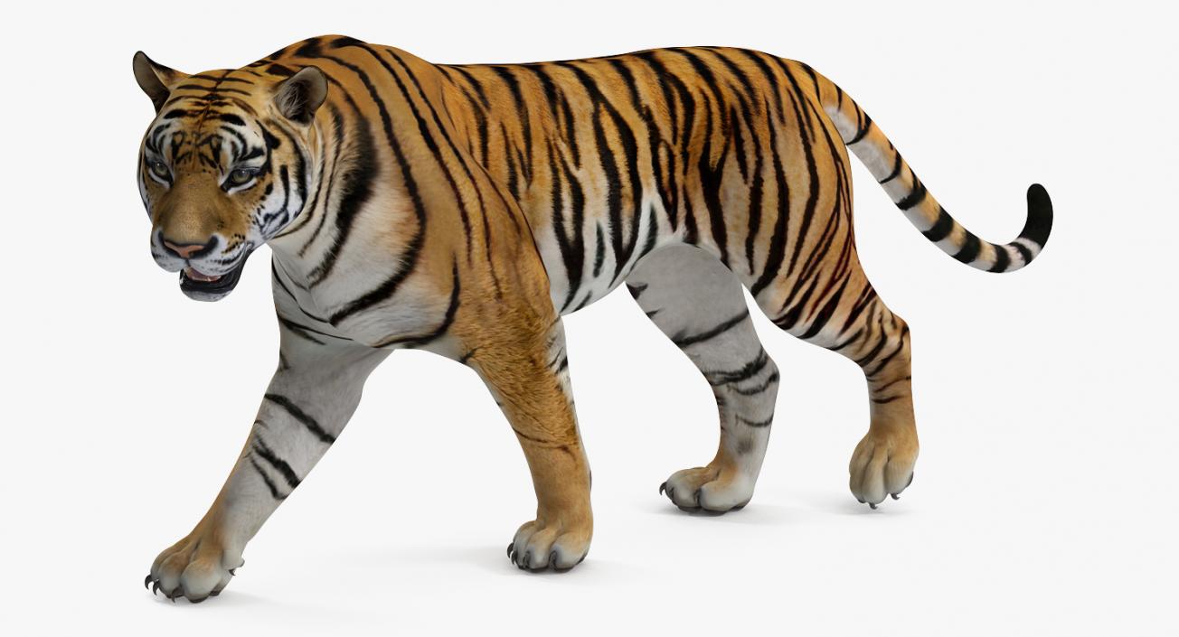 Tiger Walkig Pose 3D