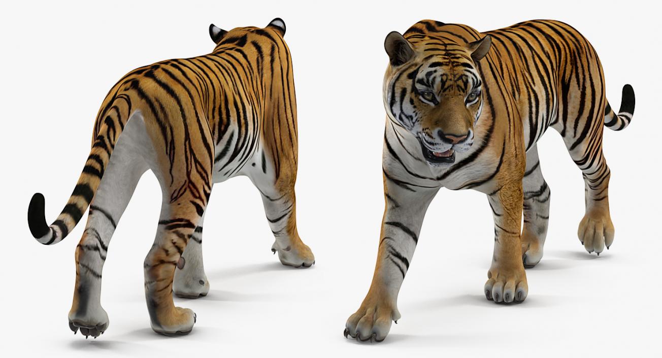 Tiger Walkig Pose 3D