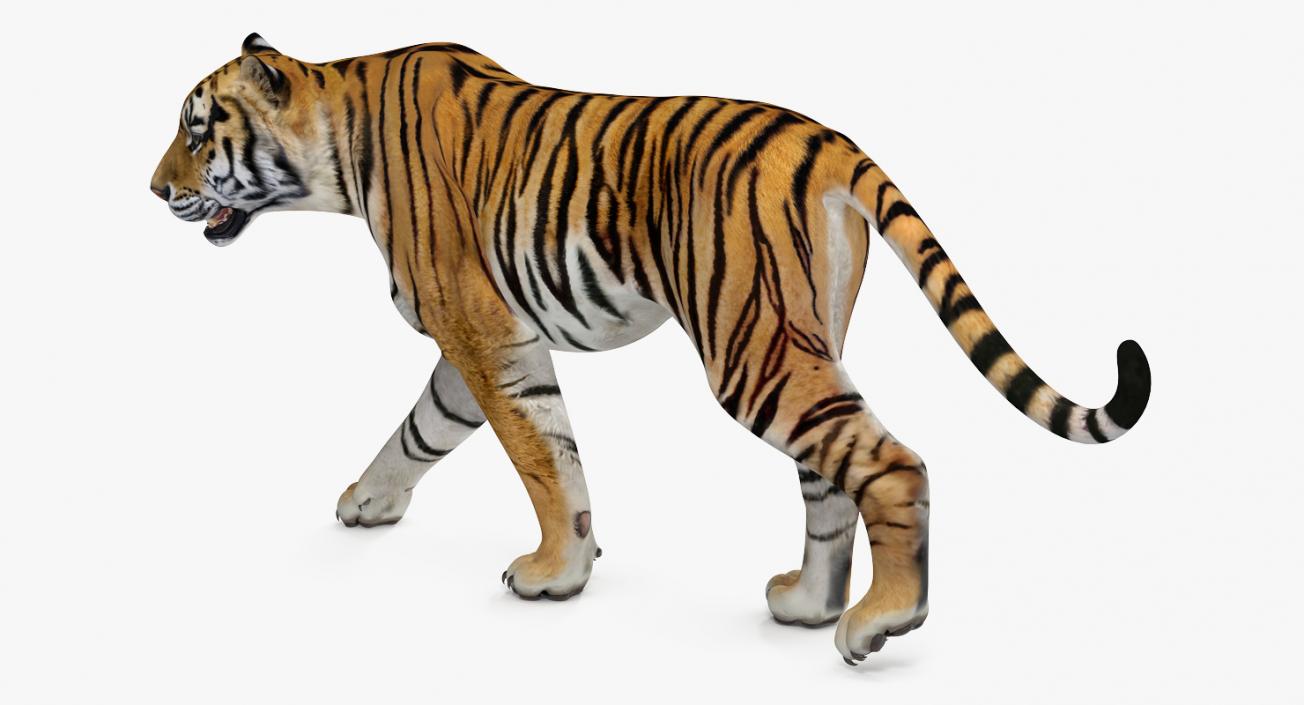 Tiger Walkig Pose 3D