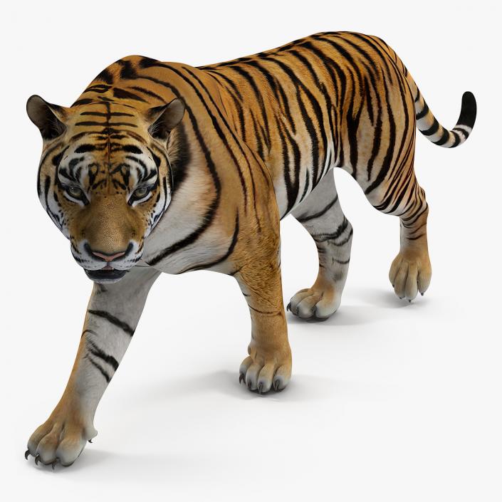 Tiger Walkig Pose 3D