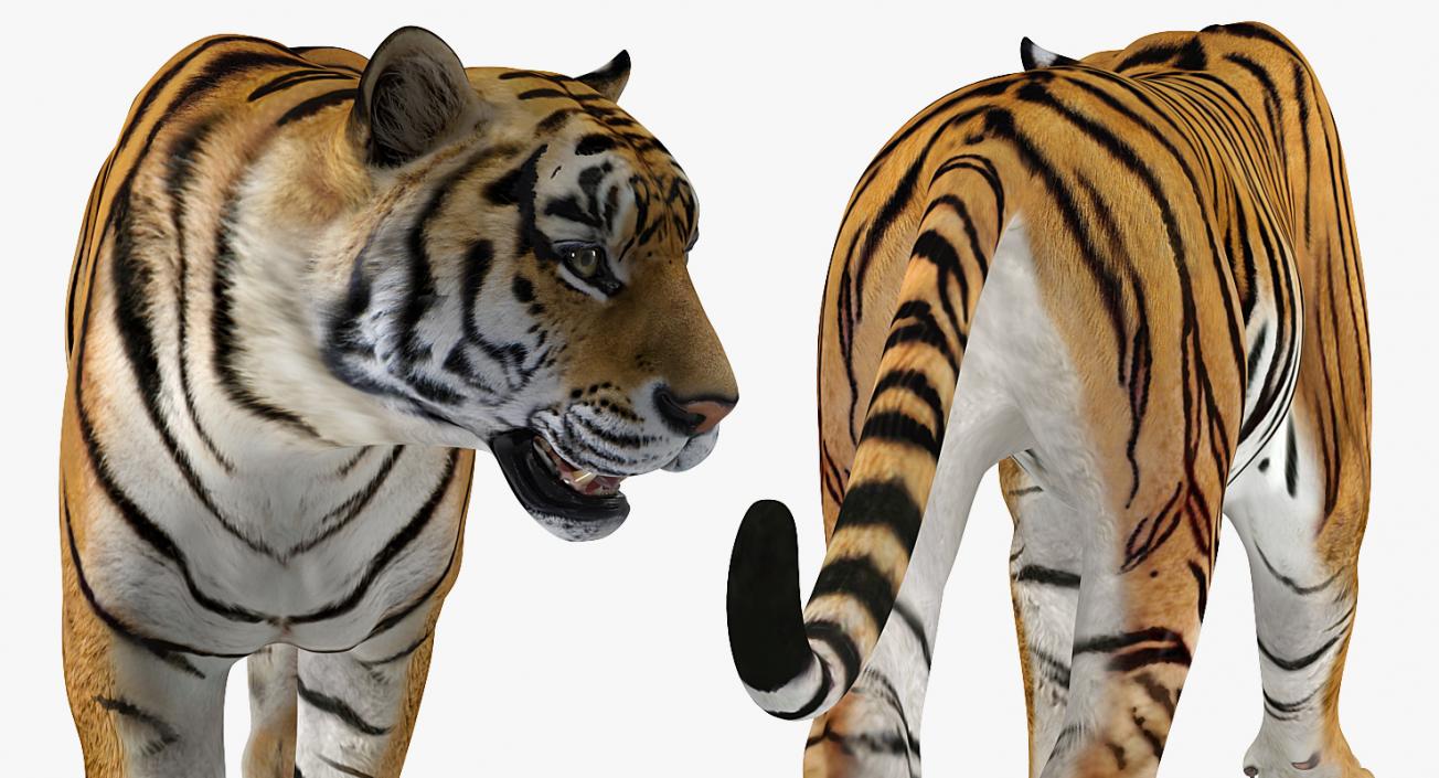 Tiger Walkig Pose 3D